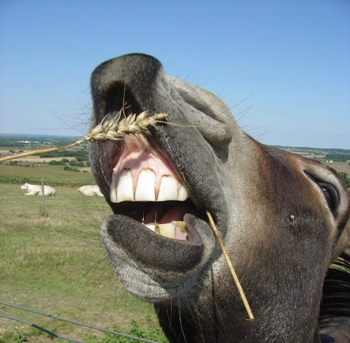 This photo of a laughing mule in Bretagne, France was taken by photographer Julia Freeman-Woolpert of Concord, NH.